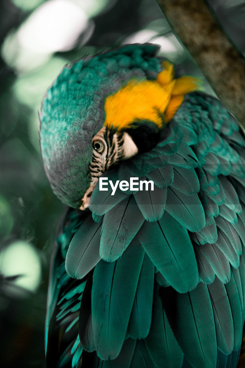 CLOSE-UP OF PEACOCK PERCHING ON LEAF