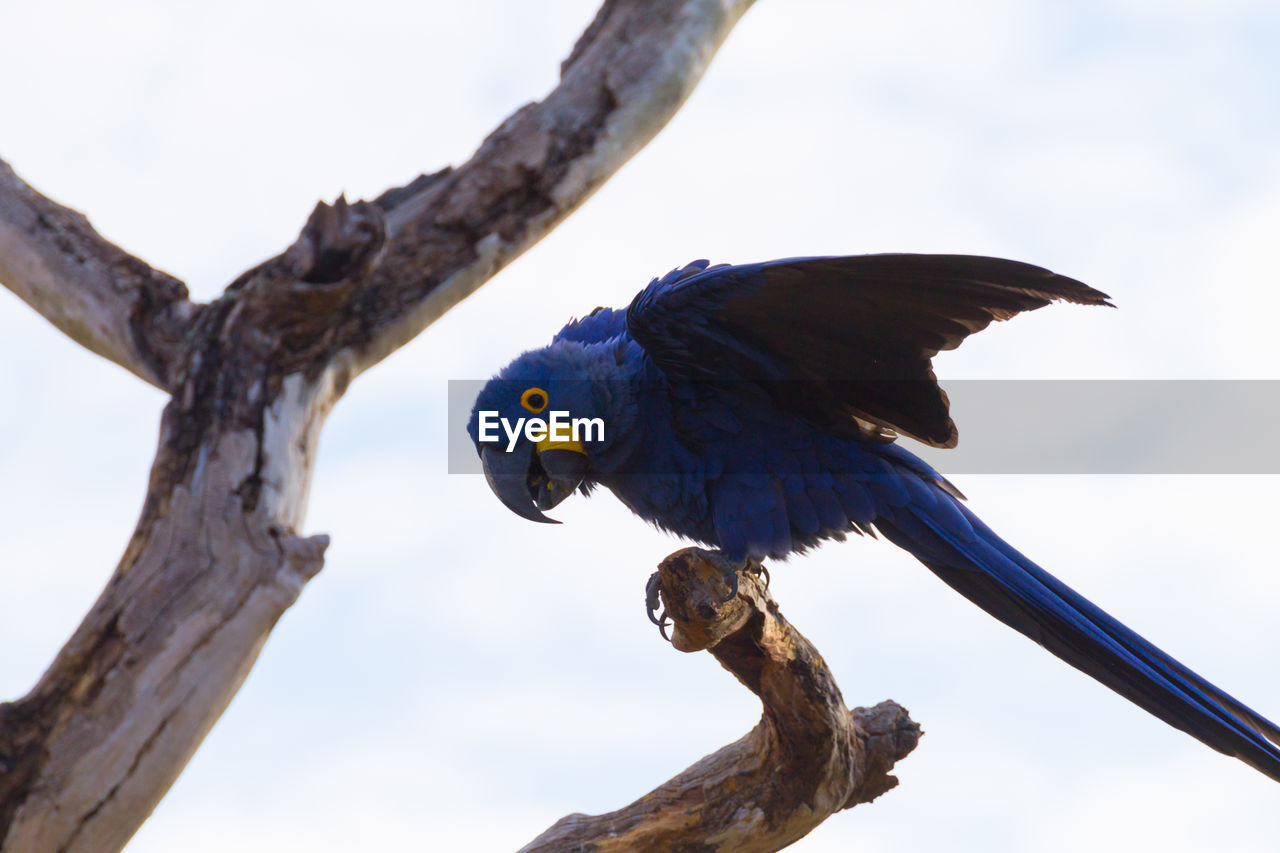 LOW ANGLE VIEW OF PARROT PERCHING ON TREE