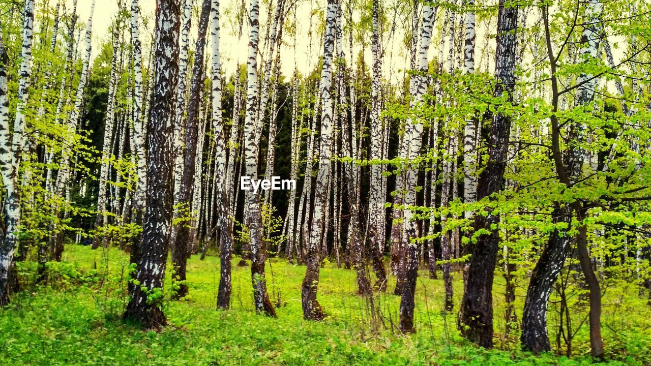 PANORAMIC VIEW OF PINE TREES IN FOREST