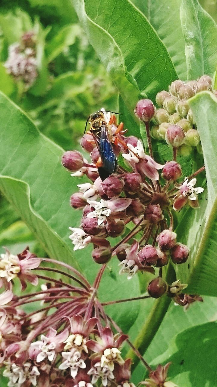 CLOSE-UP OF PLANT GROWING ON TREE