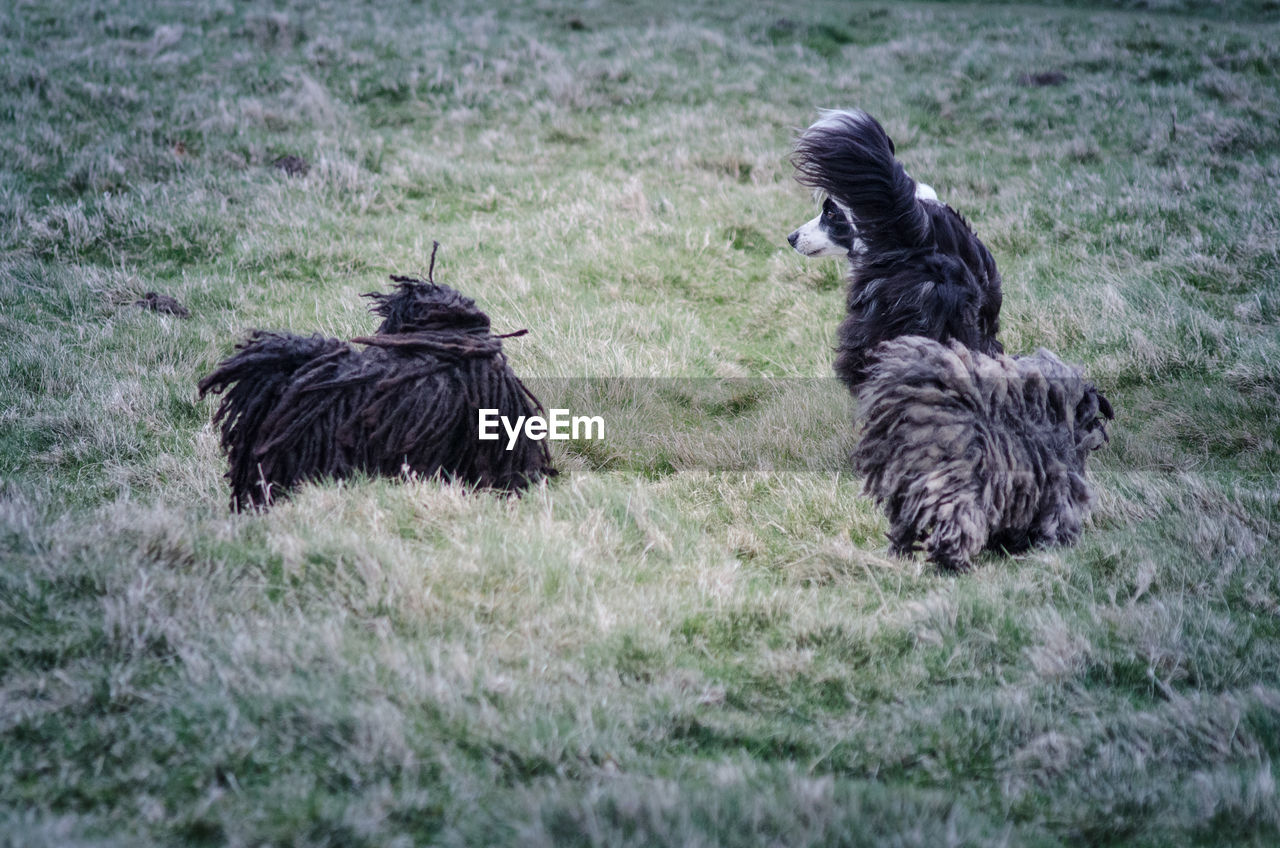 Puli dogs on grassy field