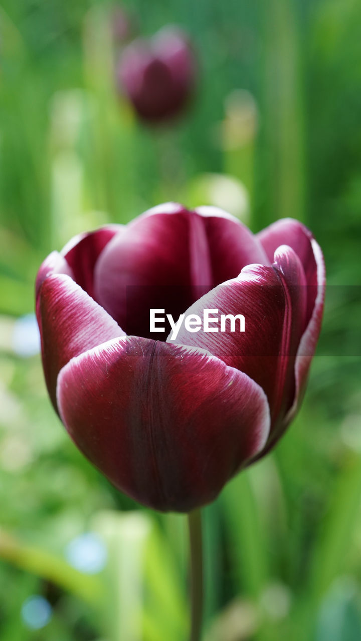 CLOSE-UP OF RED TULIP FLOWER