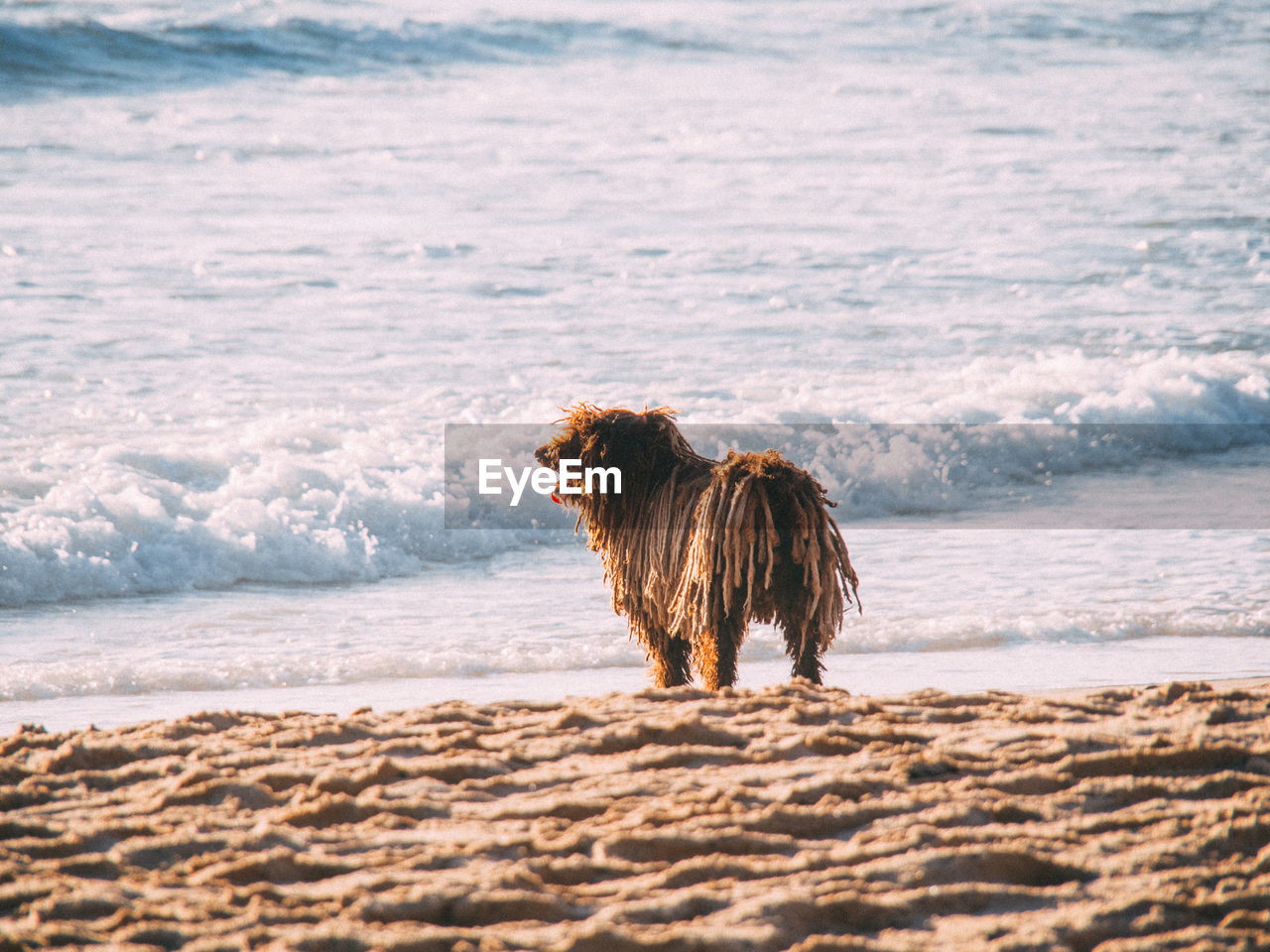 Dog watching the sea