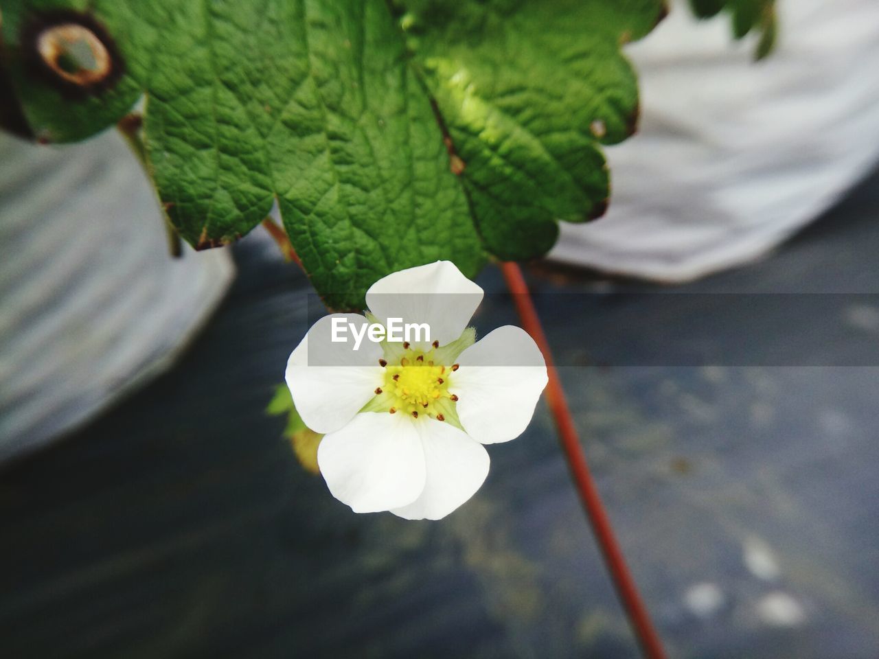 CLOSE-UP OF WHITE FLOWERS