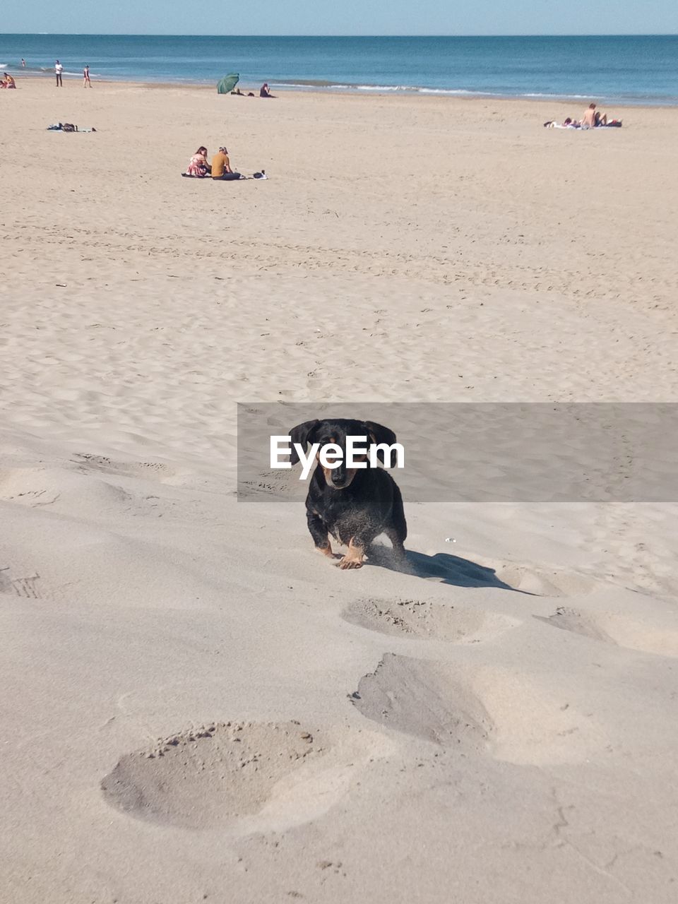 Dachshund running on sandy beach