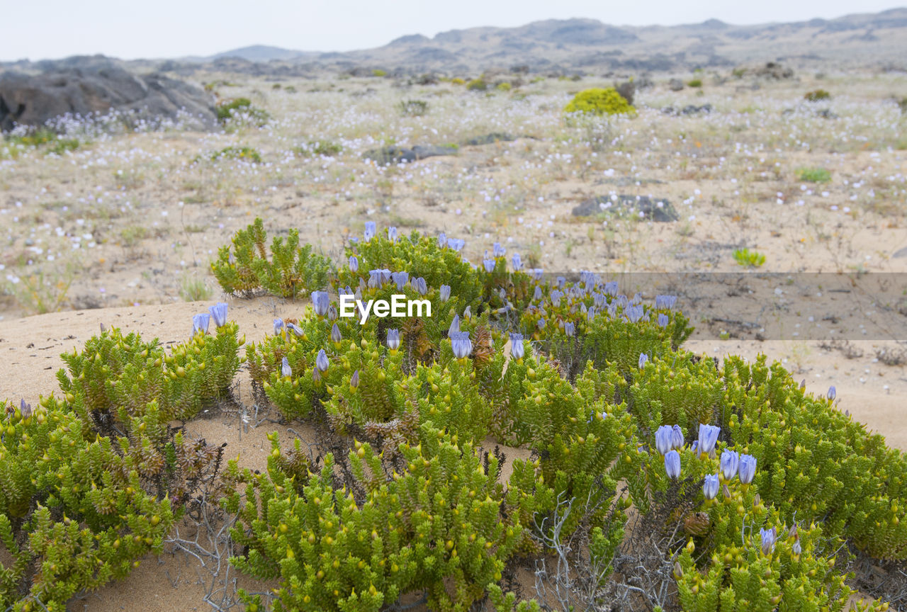 Scenic view of flowering plants on land