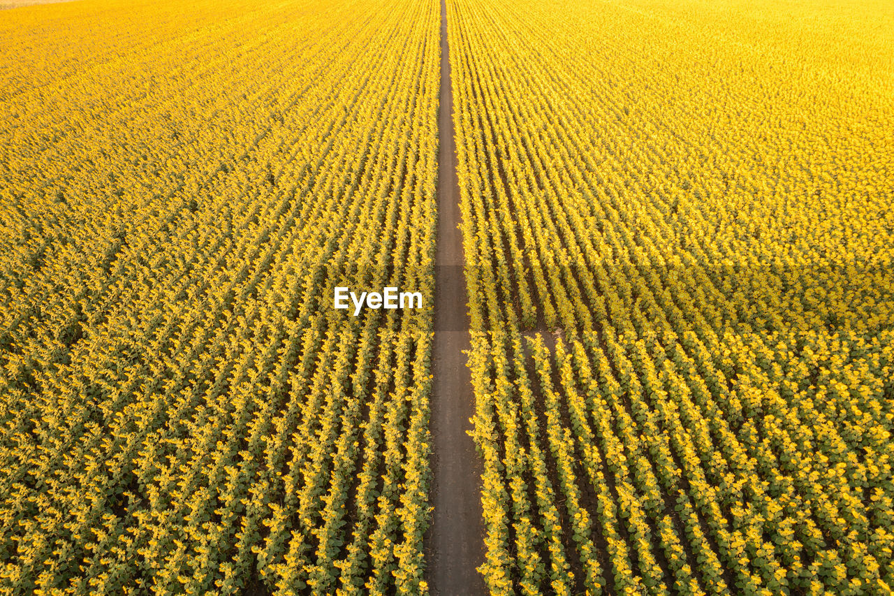 full frame shot of agricultural field