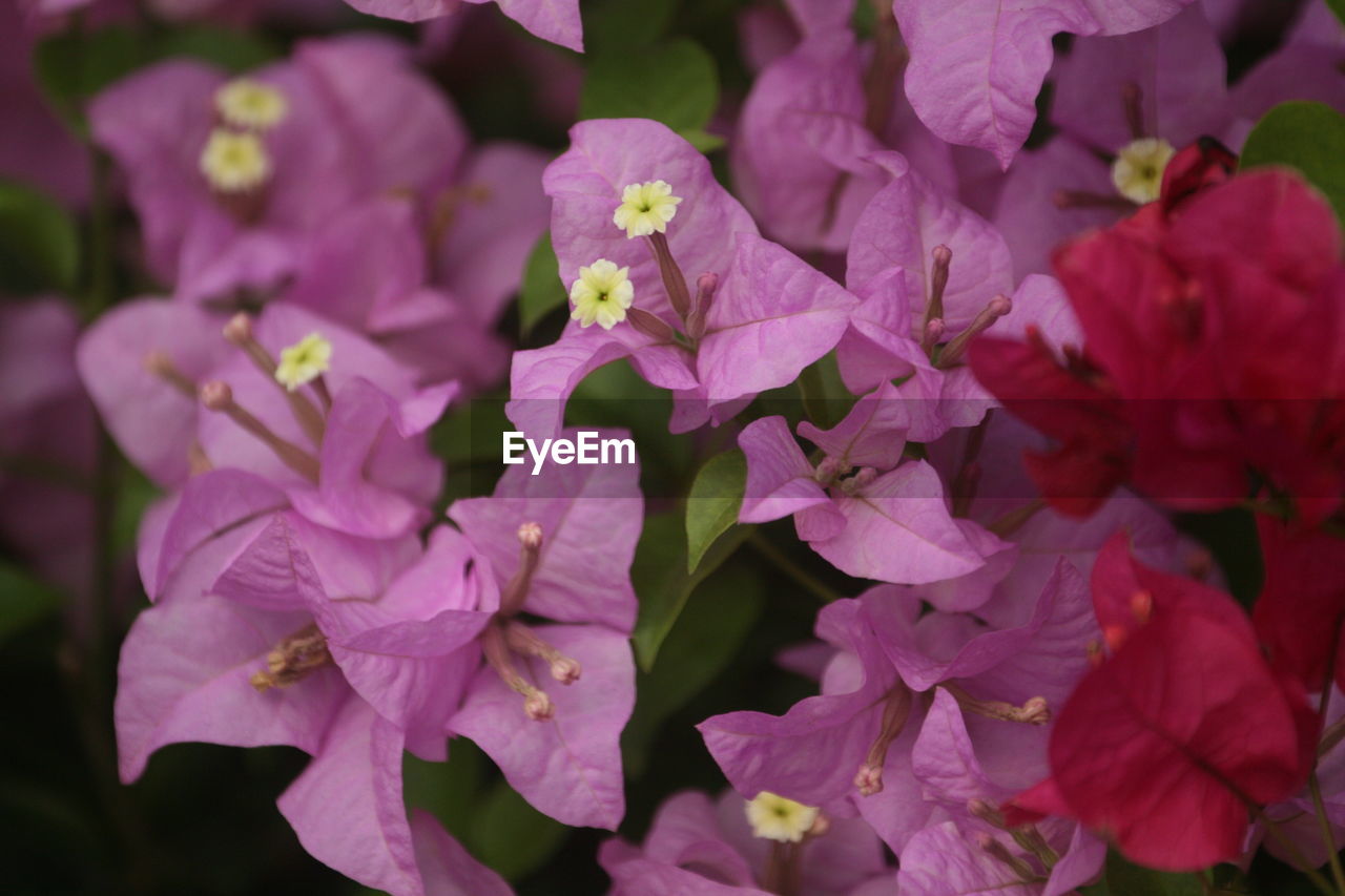Close-up of purple bougainvillea flowers