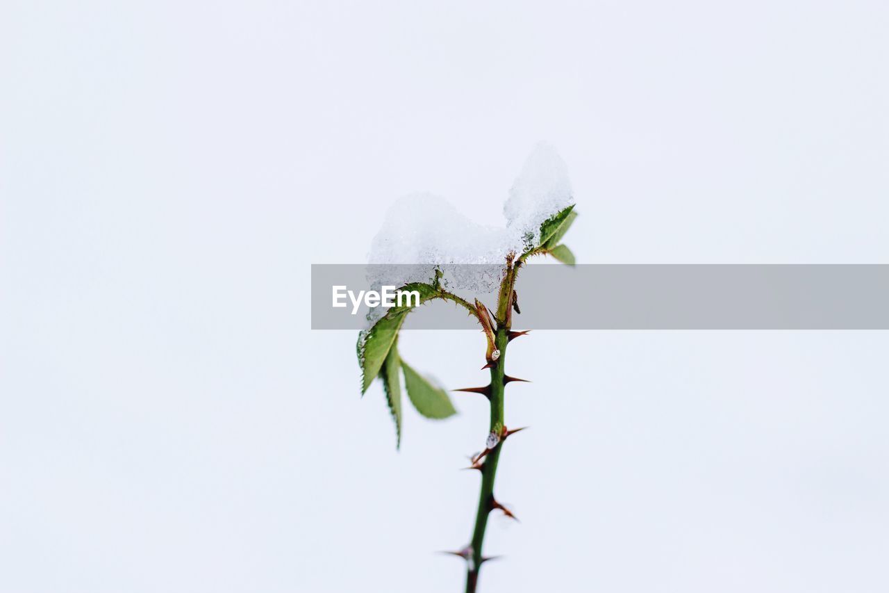 Close-up of snow on plant against white background