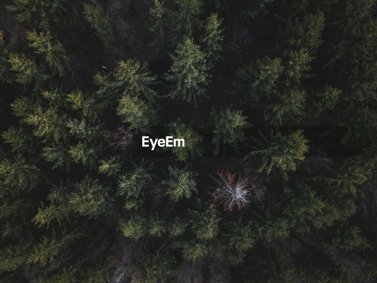 Full frame shot of trees in forest