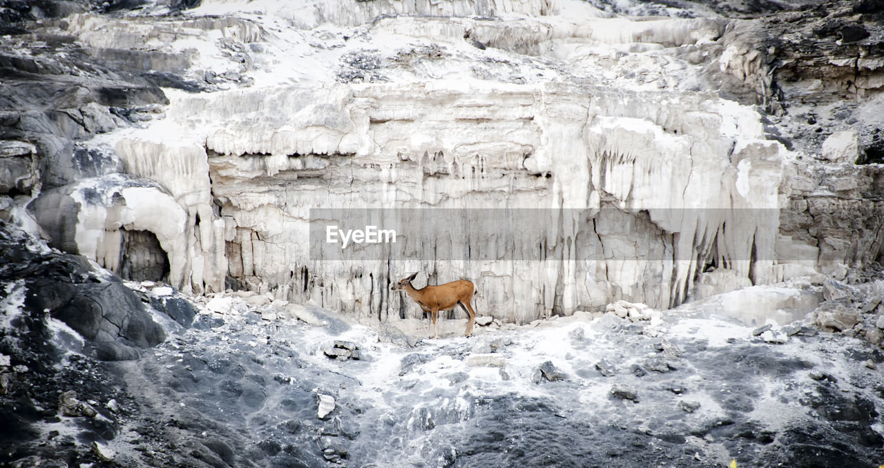 Deer standing on rock formation