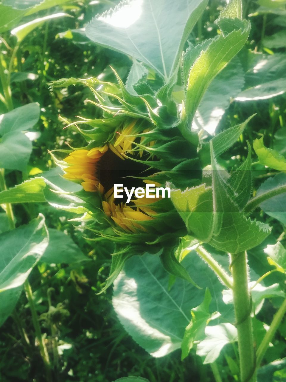 CLOSE-UP OF YELLOW FLOWERS IN GREEN PLANT