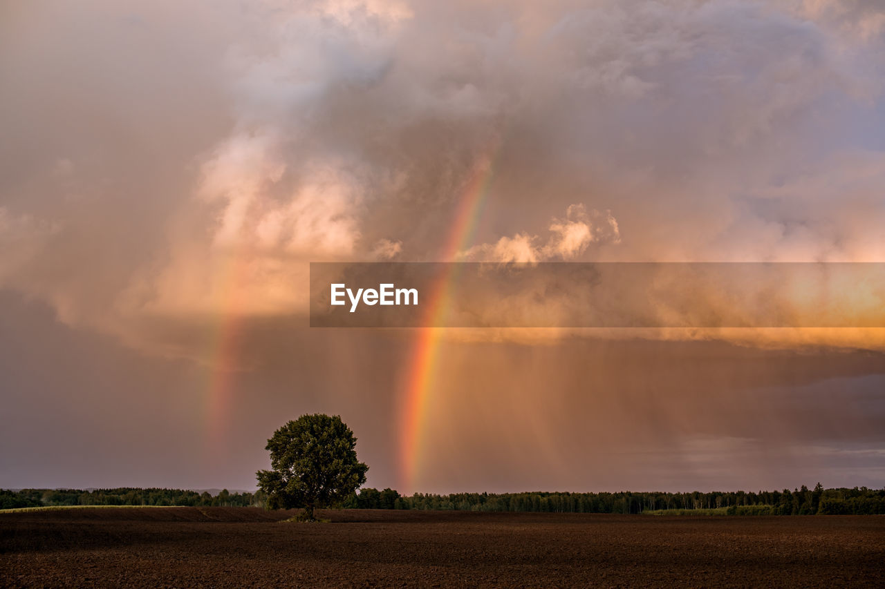 Evening storm cloud with rainbow over lonely tree