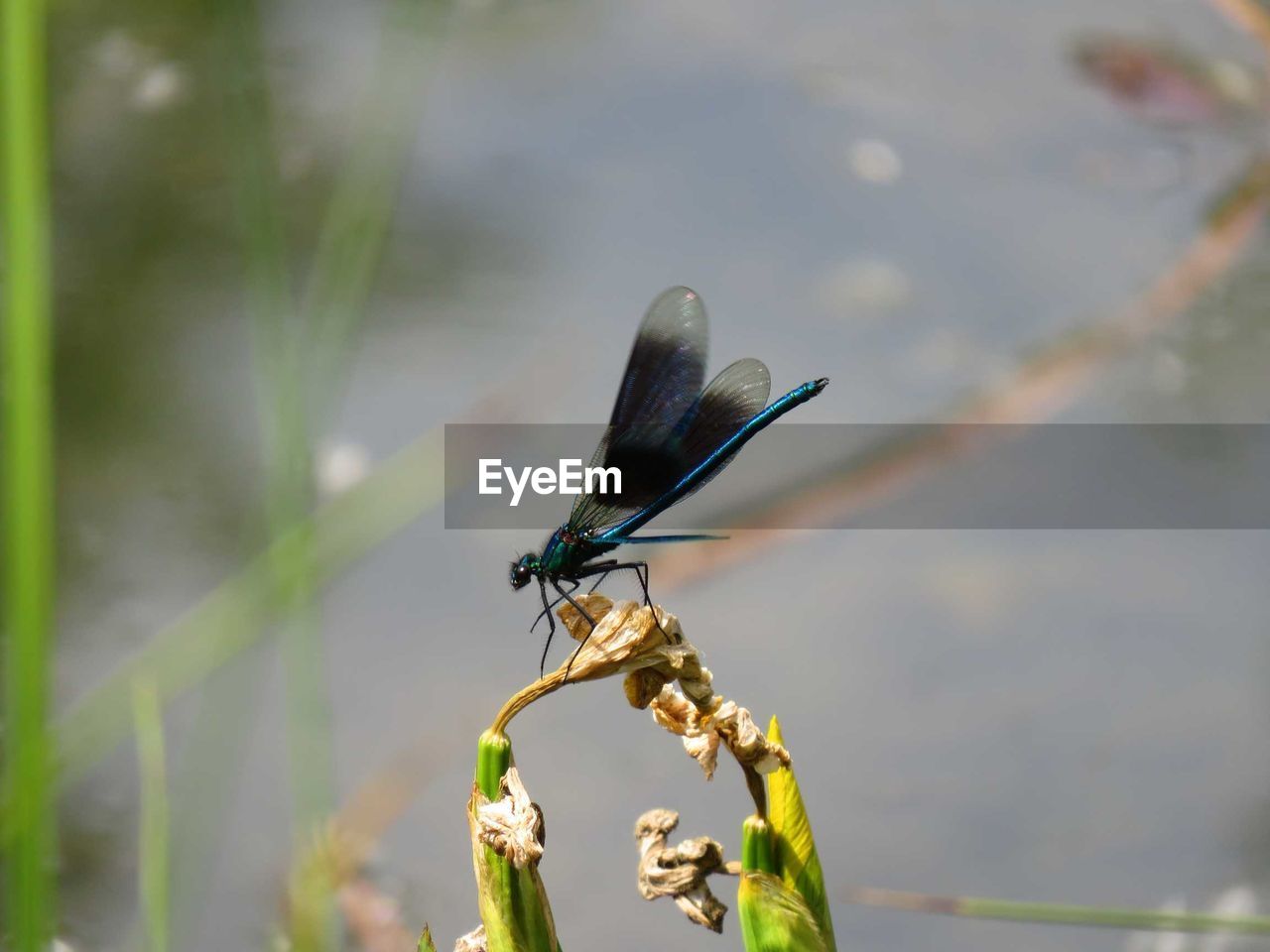 Close-up of insect on leaf