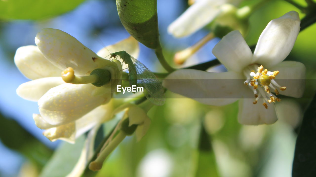 CLOSE-UP OF HONEY BEE ON FLOWER