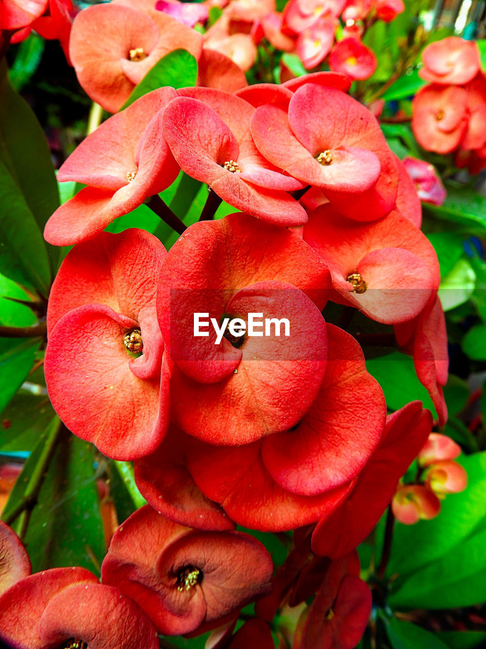 CLOSE-UP OF RED FLOWERS BLOOMING