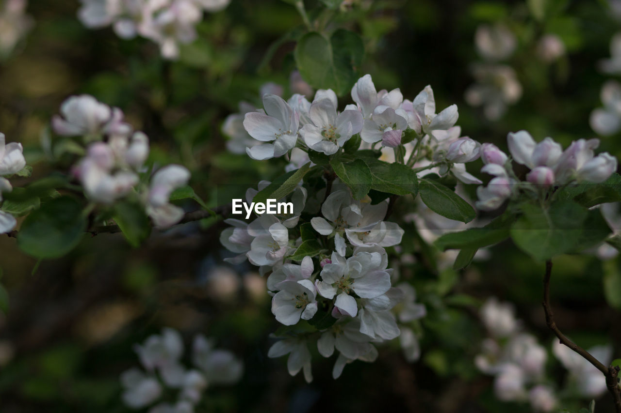 CLOSE-UP OF WHITE FLOWERING PLANT WITH FLOWERS