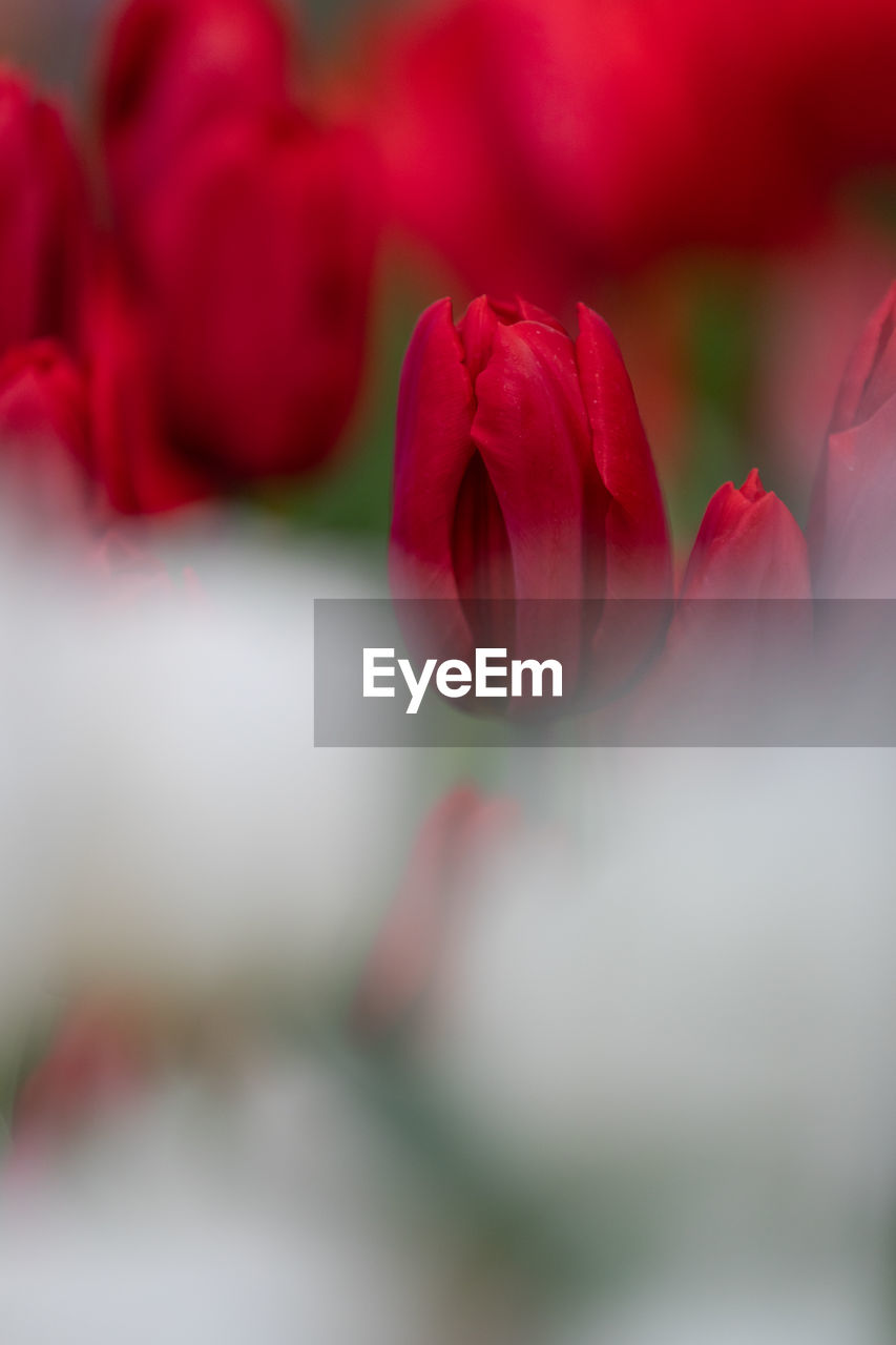 CLOSE-UP OF PINK TULIP