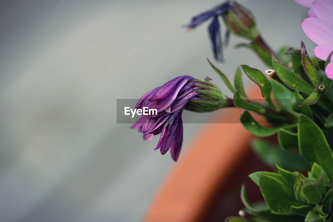 Close-up of purple flowering plant