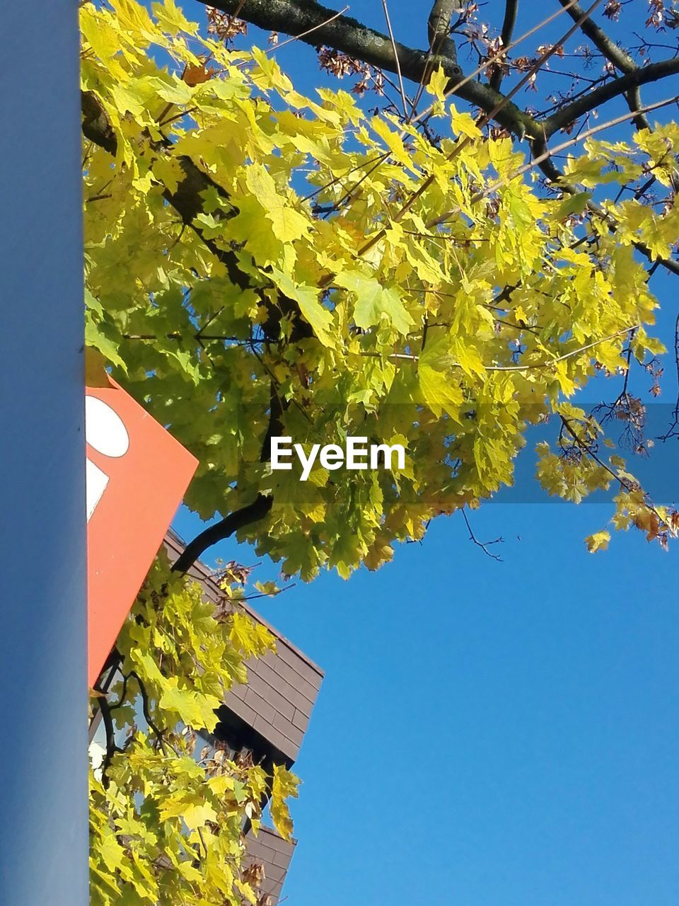 LOW ANGLE VIEW OF TREES AGAINST SKY