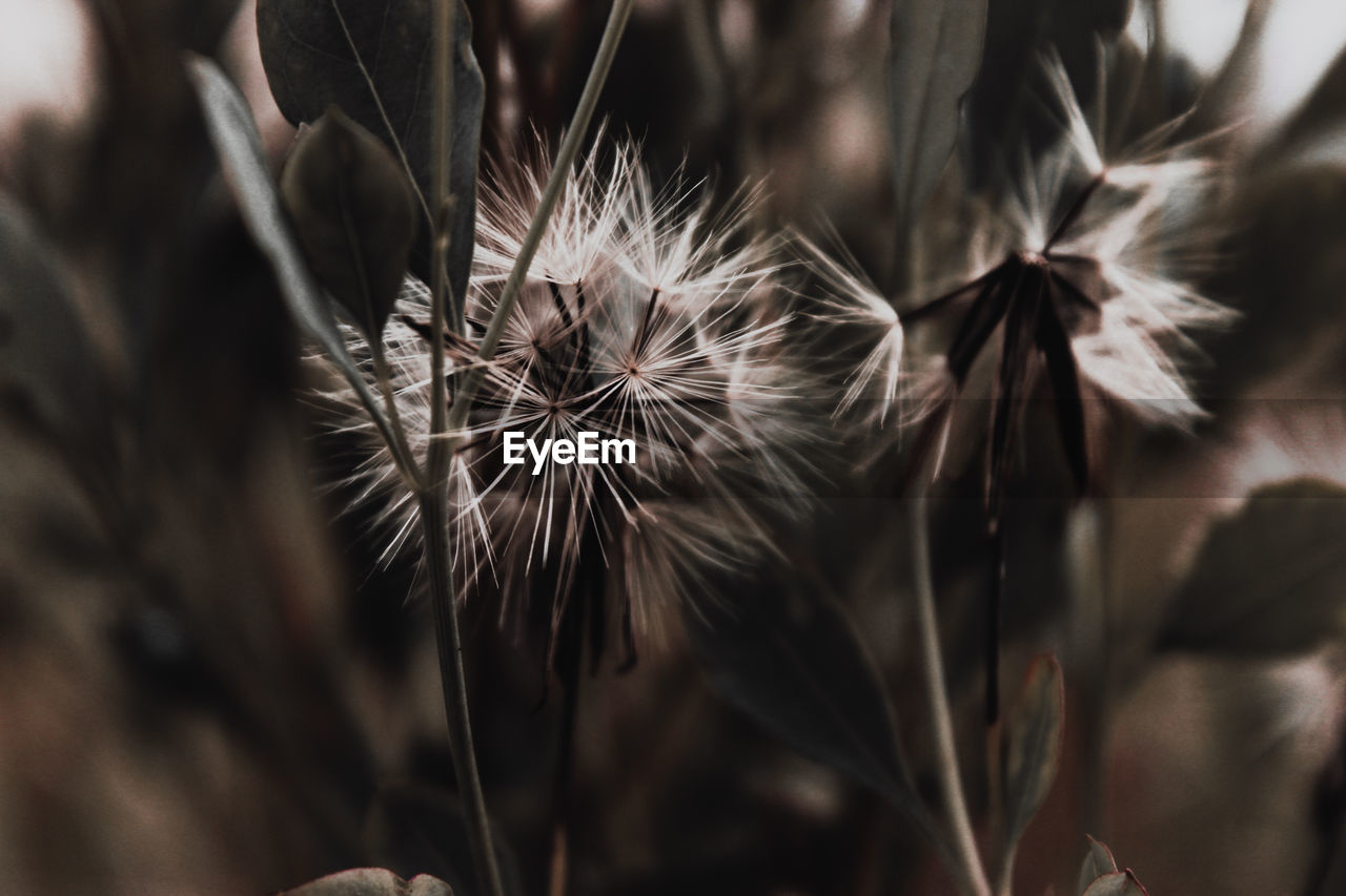 CLOSE-UP OF DRIED DANDELION