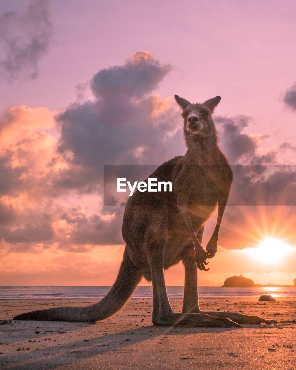 Portrait of kangaroo standing against sky during sunset