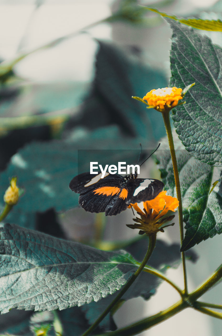 Black and orange butterfly in amsterdam's botanical gardens