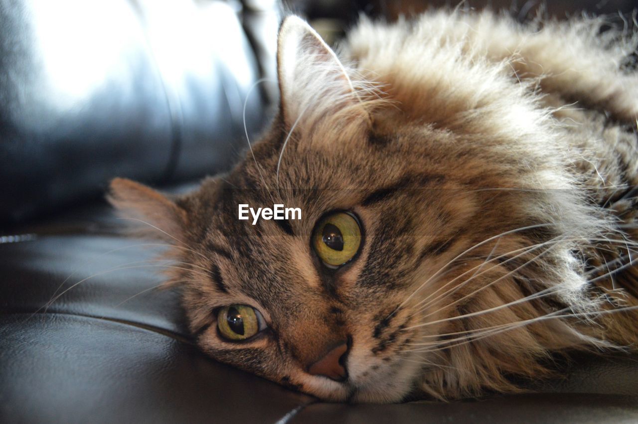 Close-up of cat relaxing on sofa at home