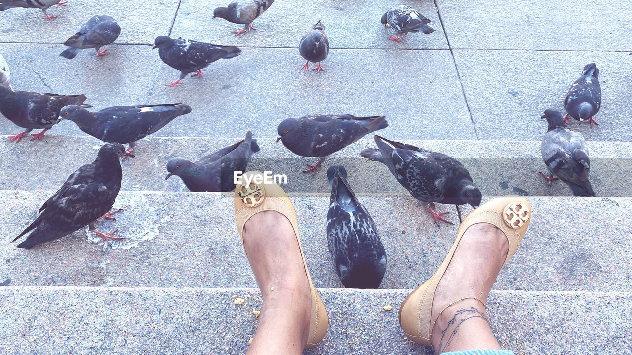 human leg, bird, low section, high angle view, one person, pigeon, animal, animal themes, personal perspective, day, shoe, lifestyles, wildlife, pigeons and doves, animal wildlife, group of animals, city, large group of animals, stock dove, women, street, outdoors, adult, human foot, standing, leisure activity, human limb, nature, men, limb, blue, footpath