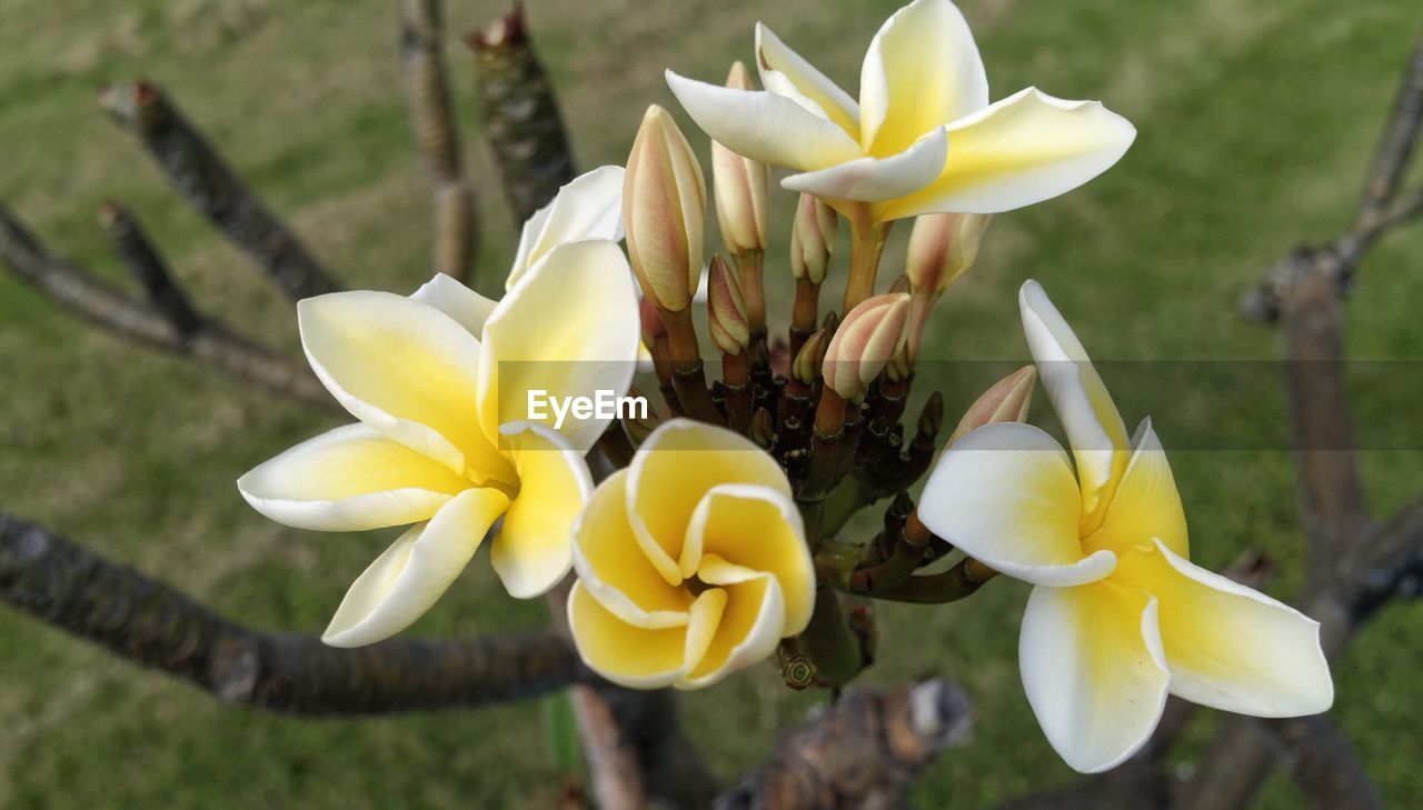 Close-up of white flowers