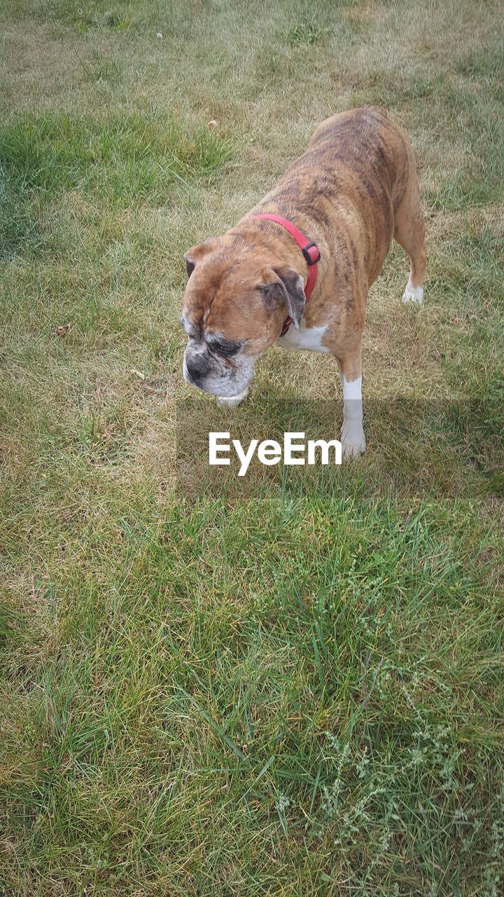 HIGH ANGLE VIEW OF DOGS WALKING ON FIELD