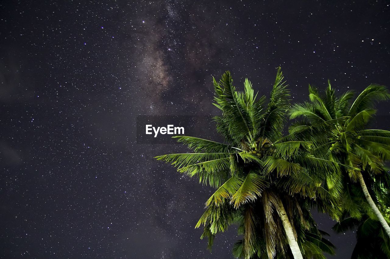 Palm trees against sky at night