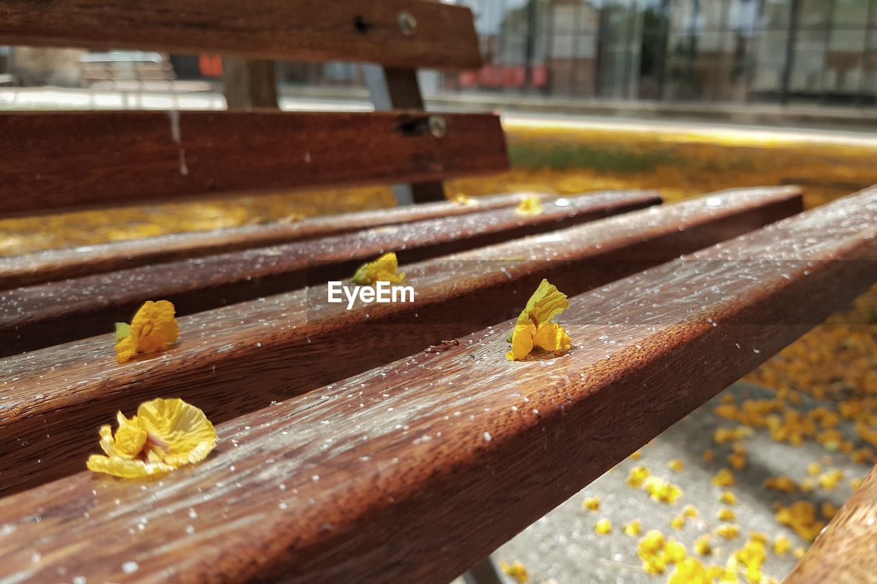CLOSE-UP OF YELLOW PERCHING ON WOOD