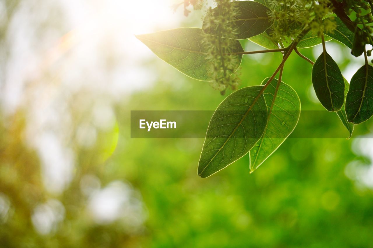 CLOSE-UP OF FRESH GREEN LEAVES ON TREE