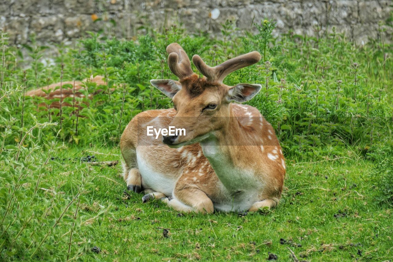 Fawn in grass