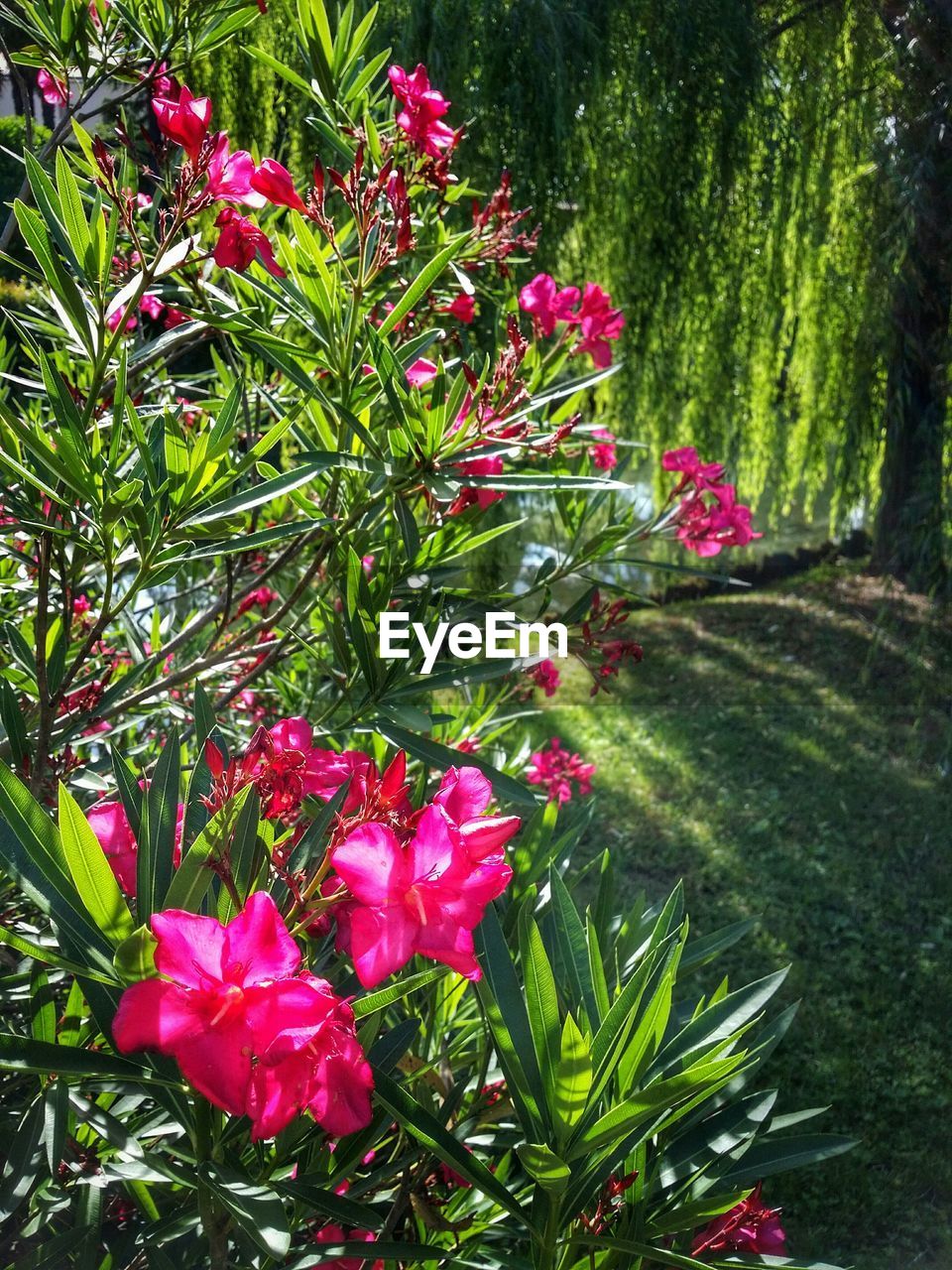 PINK FLOWERS BLOOMING IN PARK