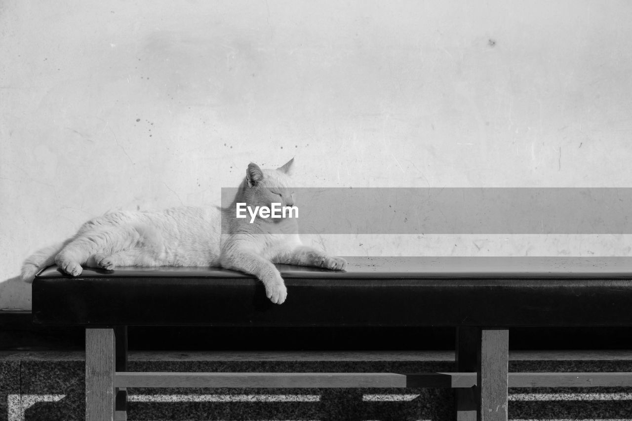 CAT RESTING ON BENCH