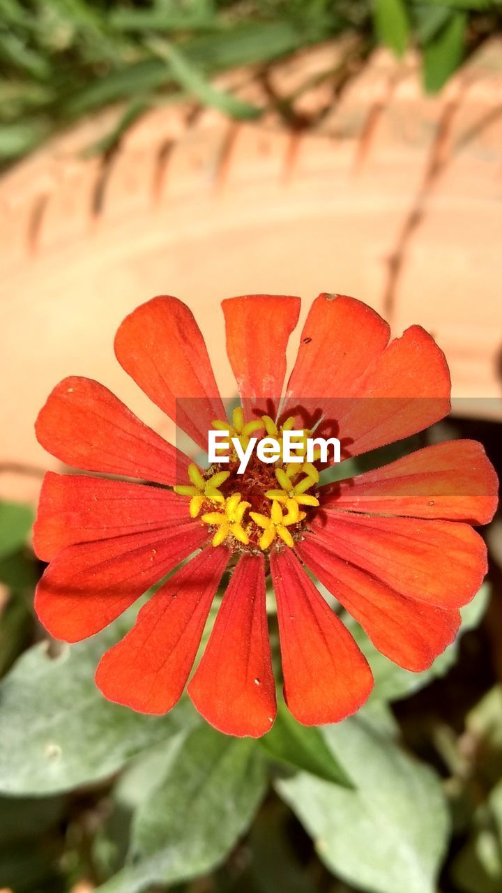 CLOSE-UP OF FRESH ORANGE FLOWER BLOOMING OUTDOORS