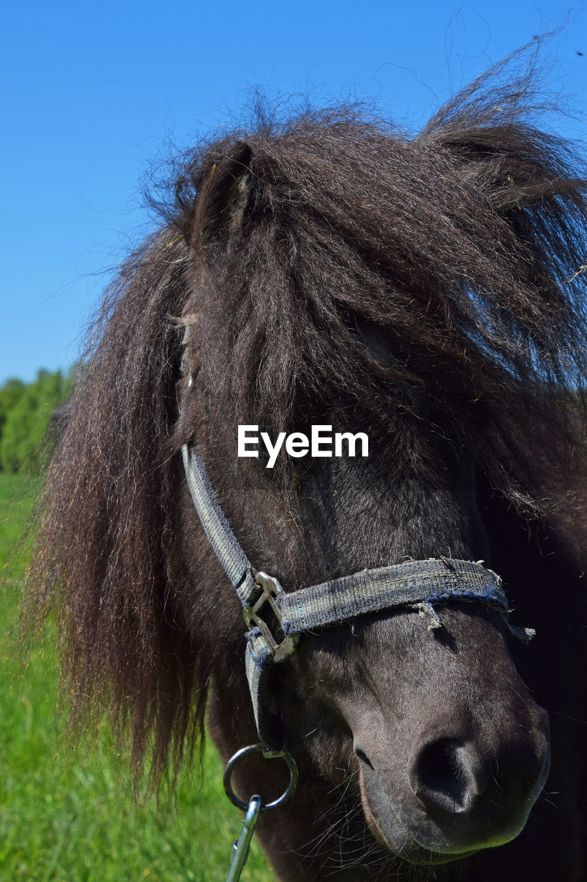 Extreme close up of a horse