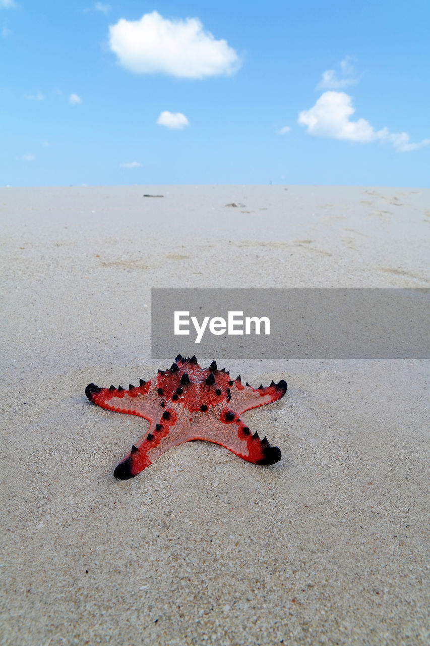 Close-up of red starfish on sand at beach against sky