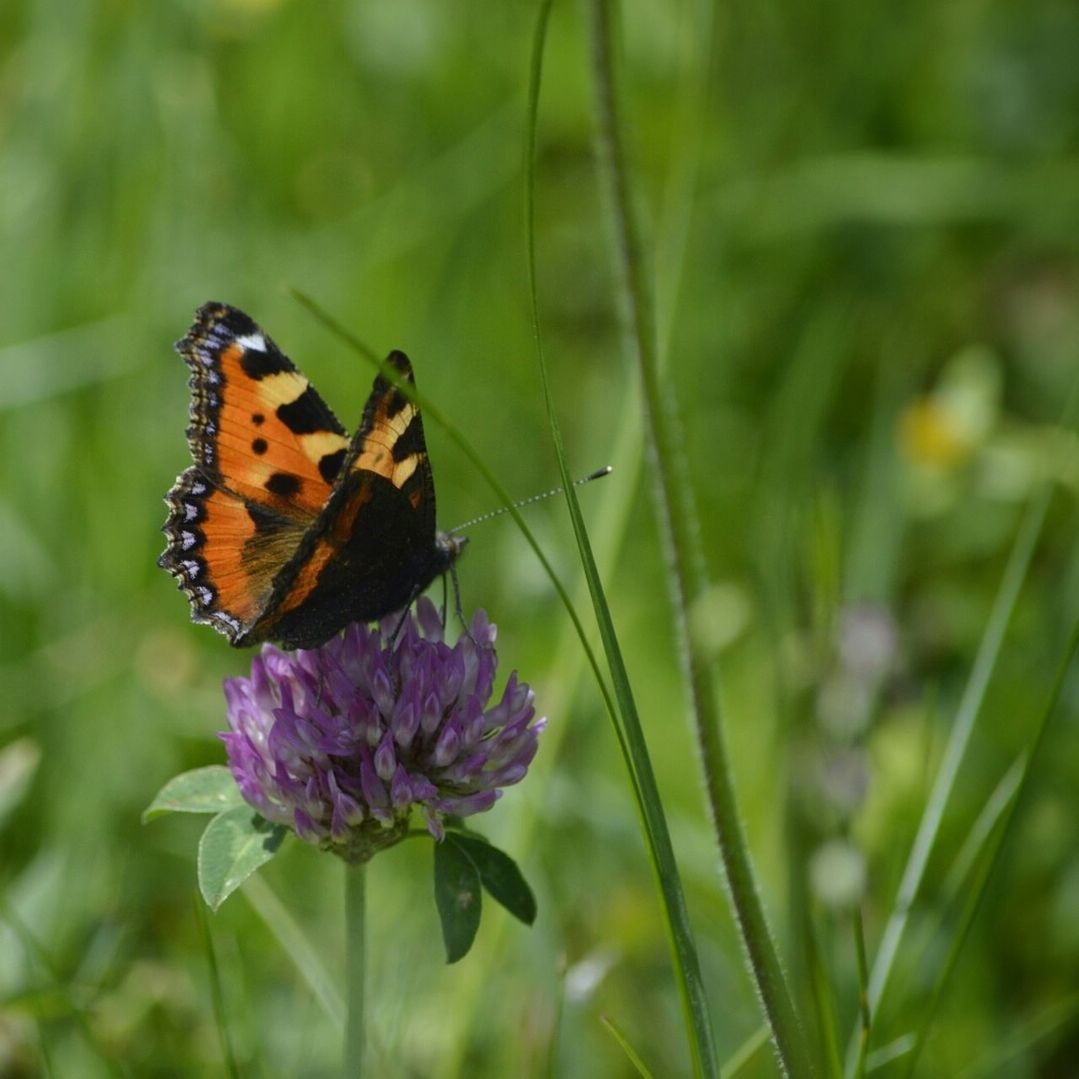 CLOSE-UP OF BUTTERFLY ON FLOWERS