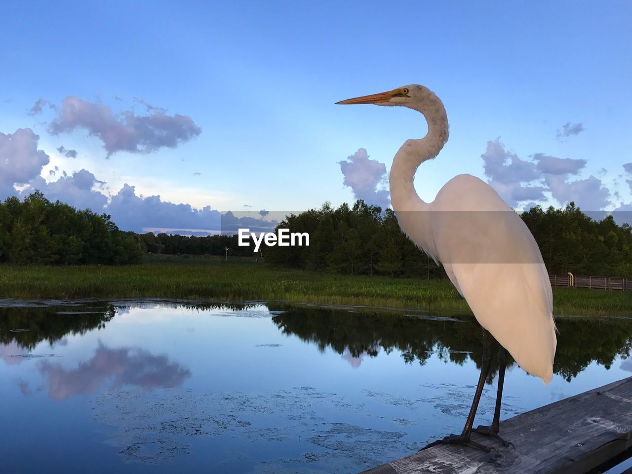 BIRD ON LAKE AGAINST SKY