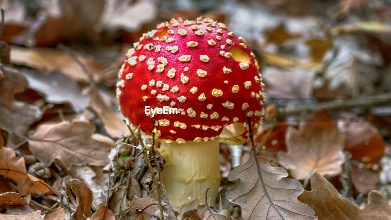 Close-up of fly agaric mushroom on field