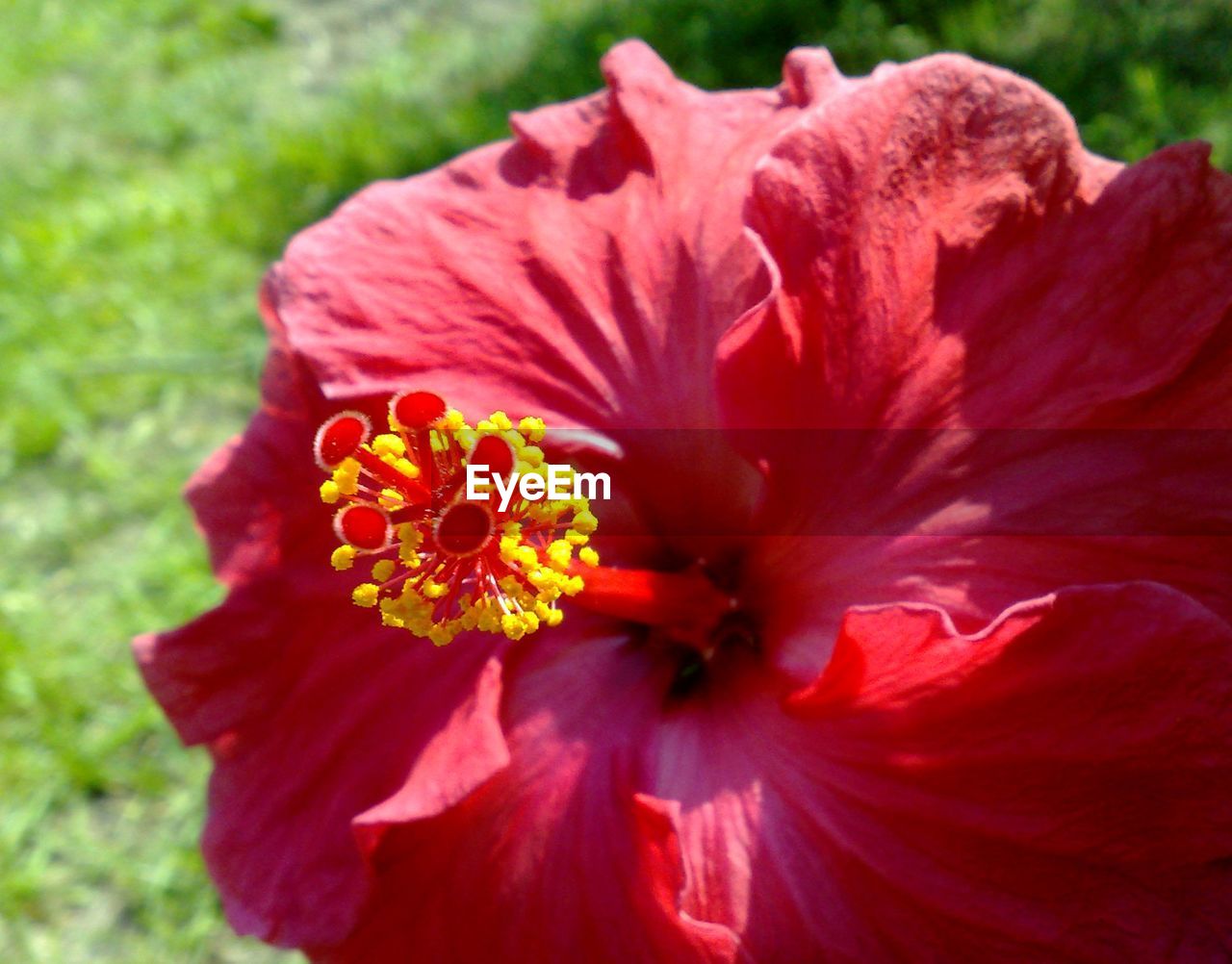 Close-up of red hibiscus blooming on field