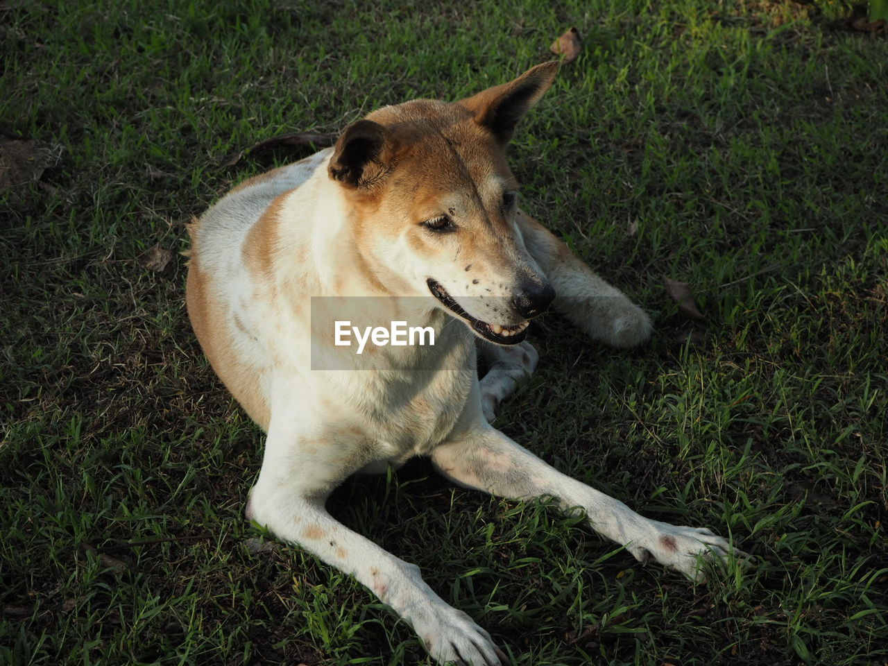 HIGH ANGLE VIEW OF AN ANIMAL ON GRASS