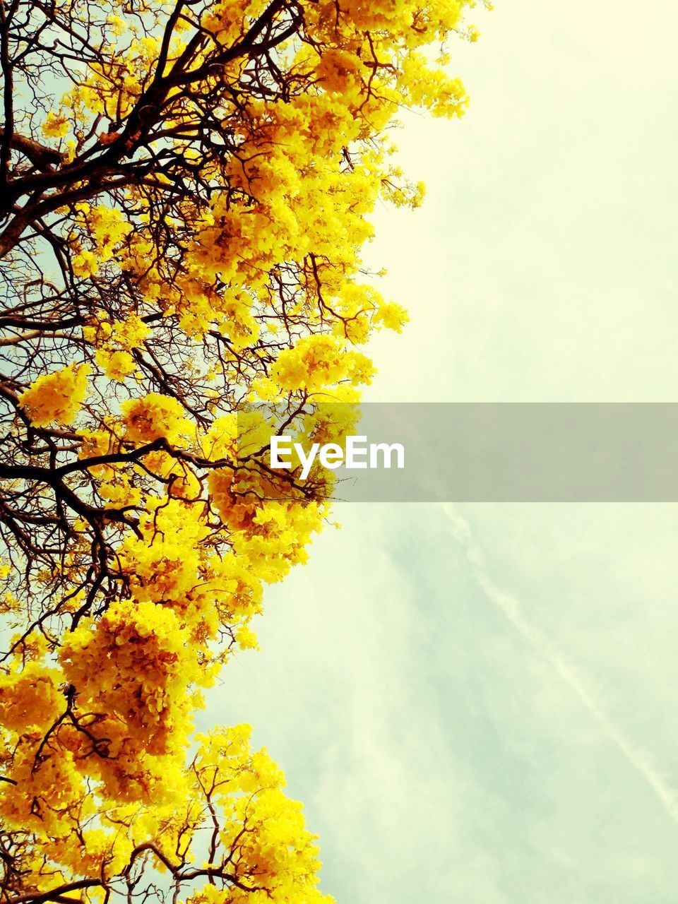 Yellow flowers blooming on tree against clear sky