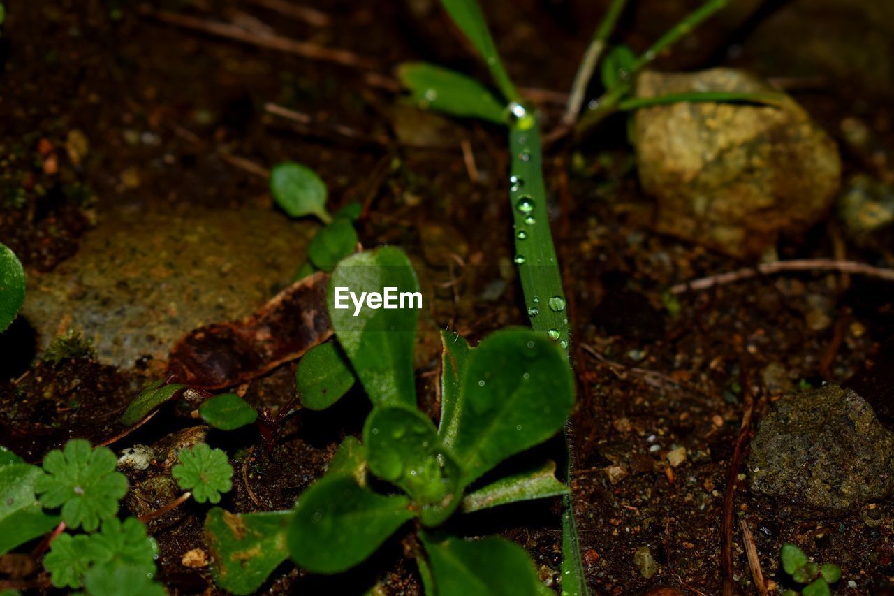 CLOSE-UP OF WATER DROPS ON PLANT