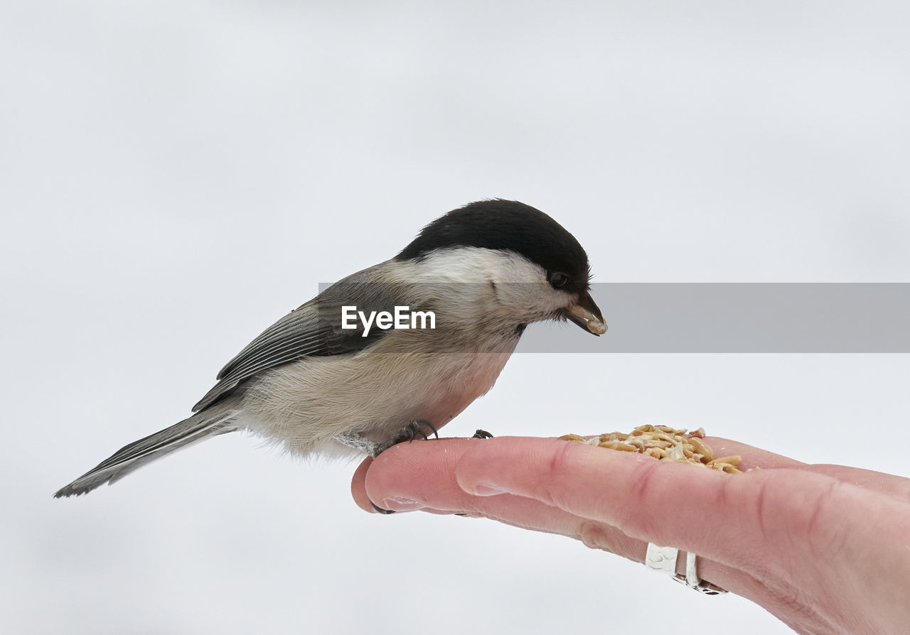 Close-up of hand holding bird against clear sky