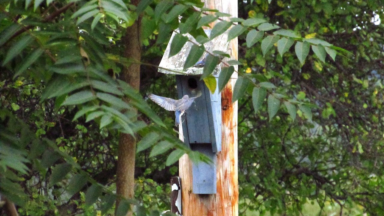 VIEW OF BIRD ON TREE