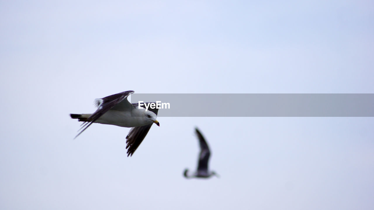 LOW ANGLE VIEW OF SEAGULLS FLYING IN CLEAR SKY